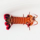 《近海産甲殻類》モンハナシャコ…ハンドコート採取