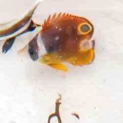 画像2: 《近海産海水魚》☆★☆チョウハン幼魚（レアサイズ）・・当店ハンドコート採取
