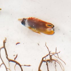 画像7: 《近海産海水魚》☆★☆チョウハン幼魚（レアサイズ）・・当店ハンドコート採取