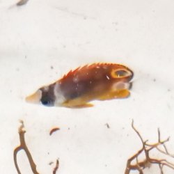 画像5: 《近海産海水魚》☆★☆チョウハン幼魚（レアサイズ）・・当店ハンドコート採取