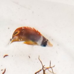 画像6: 《近海産海水魚》☆★☆チョウハン幼魚（レアサイズ）・・当店ハンドコート採取