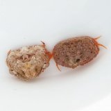 《近海産甲殻類》コブカラッパ(ＰＲ)天然ペアー…ハンドコート採取