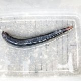 《外洋性深海魚》ワニトカゲギス目の1種（約15センチ前後）1027…冷凍個体