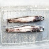 《近海産深海魚》ハダカイワシの仲間2匹セット(約10センチ前後)1027…冷凍個体