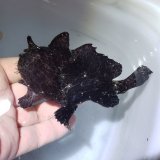 《近海産海水魚》カエルアンコウ　ブラック　美柄 …ハンドコート採取