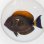 画像4: 《近海産海水魚》ニセカンランハギ　SMサイズ…ハンドコート採取 (4)