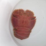 《近海産甲殻類》ウチワエビ(深海性)…ハンドコート採取