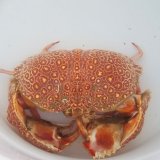 《深海性甲殻類》ヤマトカラッパ（甲幅16センチ±）…冷凍個体