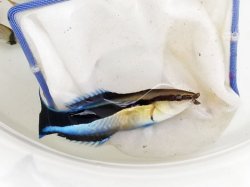 画像1: 《近海産海水魚》ホンソメワケベラ（1匹）…ハンドコート採取