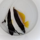 《近海産海水魚》ハタタテダイ（Lサイズ）1匹・・当店ハンドコート採取‥特別（お客様感謝）セール中商品（期間限定）
