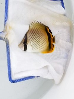 画像3: 《近海産海水魚》フウライチョウチョウウオ（熊野灘産）1匹…当店ハンドコート採取