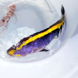画像2: 《近海産海水魚》激レア‥ルリハタ…ハンドコート採取