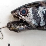 《深海産海水魚》トカゲハダカ（約15センチ）の2匹セット冷凍個体
