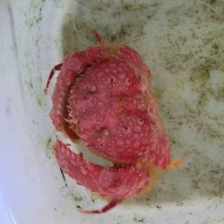 画像5: 《近海産甲殻類》コブカラッパ（赤系）…ハンドコート採取