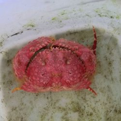 画像2: 《近海産甲殻類》コブカラッパ（赤系）…ハンドコート採取