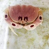 《近海産甲殻類》メガネカラッパ(SMサイズ)…