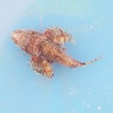 《近海産海水魚》【珍】ヤセオコゼ（画像の個体です）…ハンドコート採取