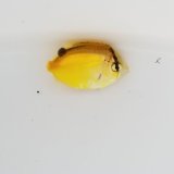 《近海産海水魚》【激レアサイズ】シテンヤッコ幼魚（1匹）紀伊半島産・・当店ハンドコート採取