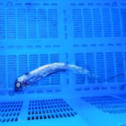 画像2: 《外洋性深海魚》テンガイハタ01（約30センチ±）…ハンドコート採取（11月24日）