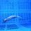 画像2: 《外洋性深海魚》テンガイハタ01（約30センチ±）…ハンドコート採取（11月24日） (2)