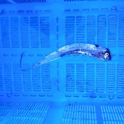 画像1: 《外洋性深海魚》テンガイハタ01（約30センチ±）…ハンドコート採取（11月24日）