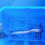 《近海産深海魚》ｓｓ【激レア】☆★☆リュウグウノツカイの冷凍個体(45センチ前後)…画像の個体です(頭尾長約2分の1で切断)11月24日捕獲