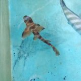 《近海産海水魚》ネコザメ幼魚のフリー個体（1匹）…