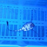 《近海産深海魚》【激レア】☆★☆冷凍ユキフリソデウオ(約20センチ前後)…画像の個体です（研究用・標本用・剥製用）11月24日捕獲
