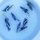 《近海産海水魚》ハタタテダイ（Lサイズ）1匹・・当店ハンドコート採取‥特別（お客様感謝）セール中商品（期間限定）