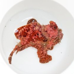 画像4: 《近海産海水魚》【激美個体】オオモンカエルアンコウ☆★捕獲好調セール★☆ …ハンドコート採取