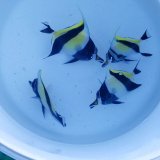 《近海産海水魚》ツノダシ（1匹）・・当店ハンドコート採取
