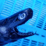 《外洋性深海魚》【ウルトラレア】☆★☆ワニグチツノザメ（45センチ±）‥冷凍個体(画像の個体です)