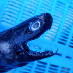 画像1: 《外洋性深海魚》【ウルトラレア】☆★☆ワニグチツノザメ（45センチ±）‥冷凍個体(画像の個体です)
