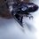 画像3: 《外洋性深海魚》【ウルトラレア】☆★☆ワニグチツノザメ（45センチ±）‥冷凍個体(画像の個体です)