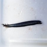 《外洋性深海魚》冷凍ワニトカゲギス目の1種（約20センチ前後）1124…損傷なく美個体