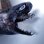 画像2: 《外洋性深海魚》【ウルトラレア】☆★☆ワニグチツノザメ（45センチ±）‥冷凍個体(画像の個体です)