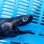 画像8: 《外洋性深海魚》☆★☆ワニグチツノザメ（15センチ±）の冷凍個体（画像の個体です）‥ウルトラレア