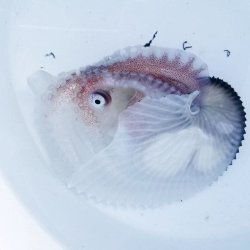 画像2: 《近海産甲殻類》☆★☆アオイガイ(2Lサイズ)…ハンドコート採取