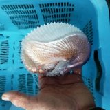 《近海産甲殻類》☆★☆アオイガイ(2Lサイズ)…ハンドコート採取