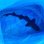画像3: 《近海産海水魚》ドチザメ（Mサイズ）1匹…ハンドコート採取 (3)