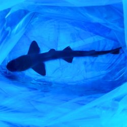 画像1: 《近海産海水魚》ドチザメ（Mサイズ）1匹…ハンドコート採取