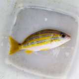 《近海産海水魚》ベンガルフエダイ…ハンドコート採取