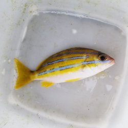 画像1: 《近海産海水魚》ベンガルフエダイ…ハンドコート採取