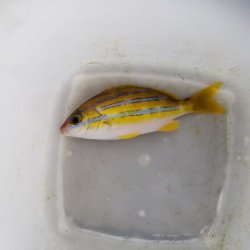 画像2: 《近海産海水魚》ベンガルフエダイ…ハンドコート採取