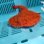 画像7: 《近海産海水魚》☆★☆アカグツ（SMサイズ）【極上個体】…ハンドコート採取