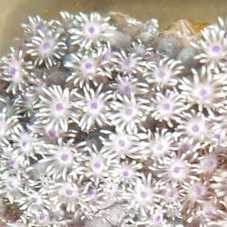 画像4: 《近海産海洋生物》ハナガササンゴ（画像の個体です）‥ブロック活着