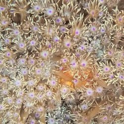 画像6: 《近海産海洋生物》ハナガササンゴ（画像の個体です）‥ブロック活着