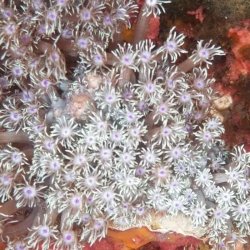 画像2: 《近海産海洋生物》ハナガササンゴ（画像の個体です）‥ブロック活着