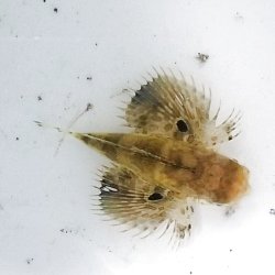 画像6: 《近海産海水魚》セミホウボウ 幼魚（1匹）…ハンドコート採取