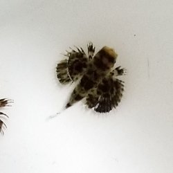 画像3: 《近海産海水魚》セミホウボウ 幼魚（1匹）…ハンドコート採取